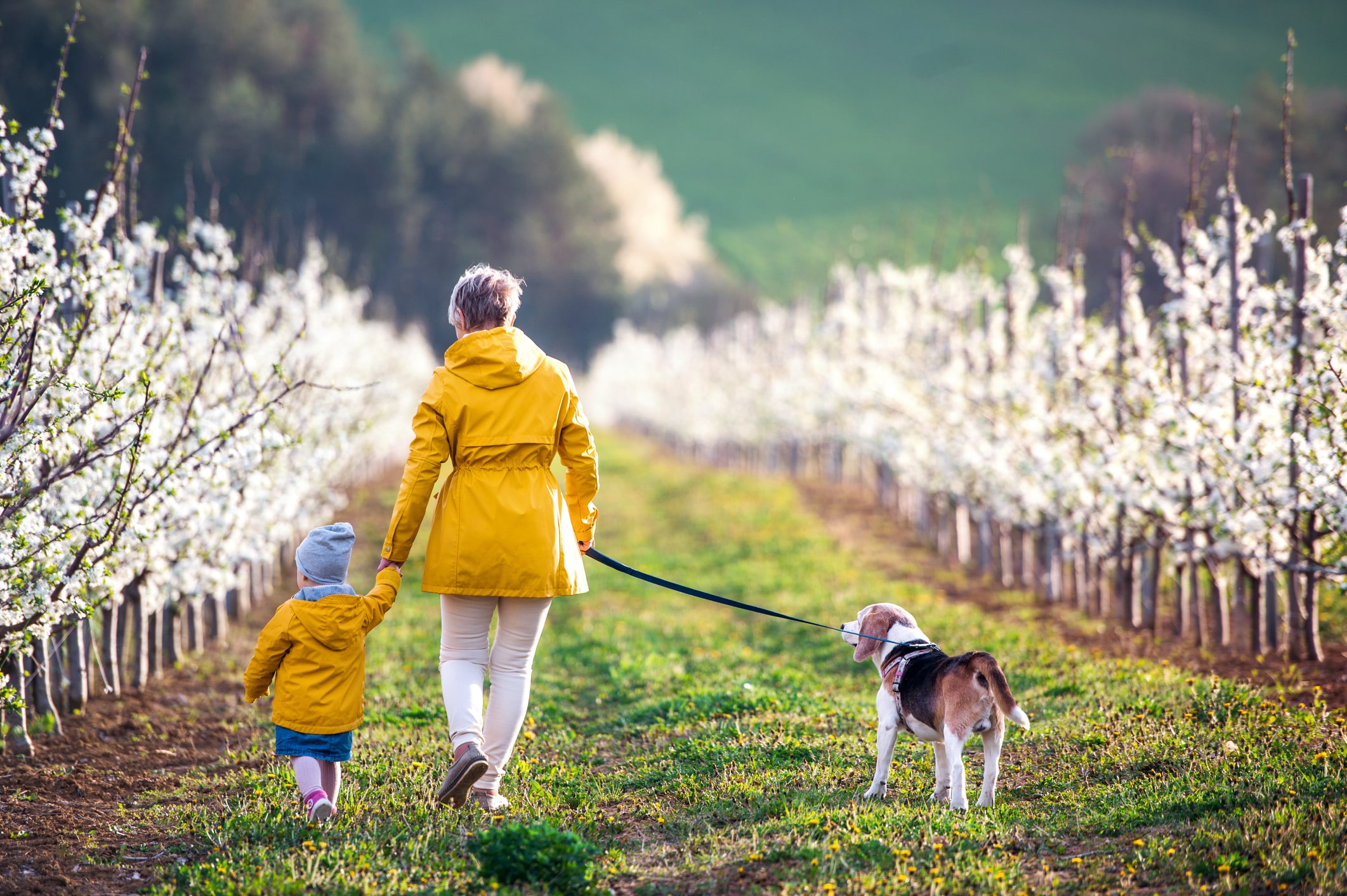 Elderly woman walking away from the viewer in a row of trees, holding hands with her grandchild and walking her dog, embodying the ease and joy of a well-planned retirement.